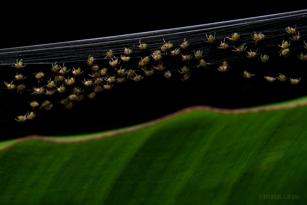 Spider hatchlings